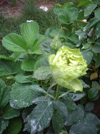 IMGP6709