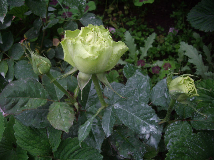 nr.62 -1 andra -multeflorimulteculori -Bulgari