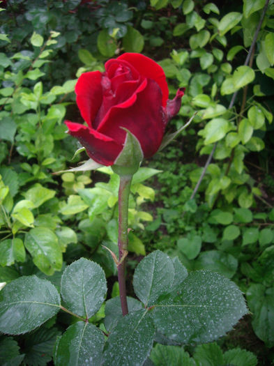 IMGP6714