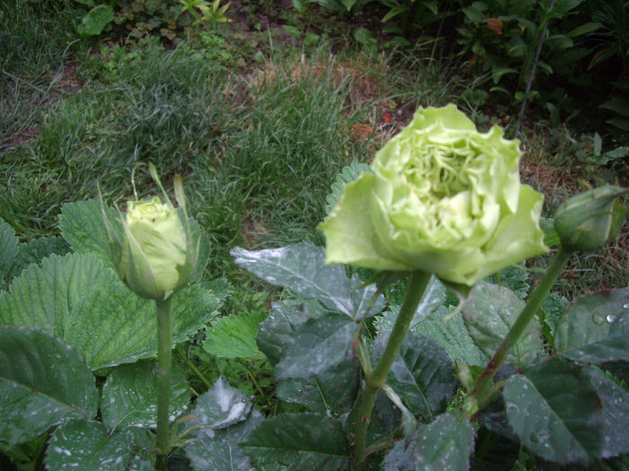 nr.62 -1 andra -multeflorimulteculori -Bulgari