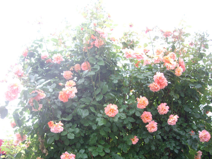 IMGP6728