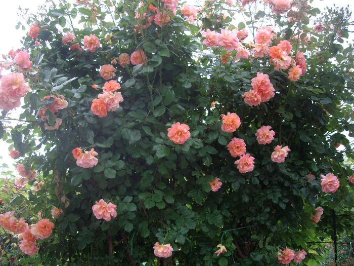 IMGP6729