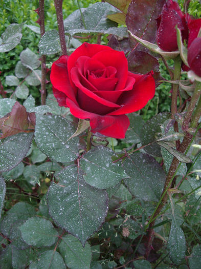 IMGP6749