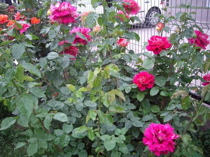 IMGP6750