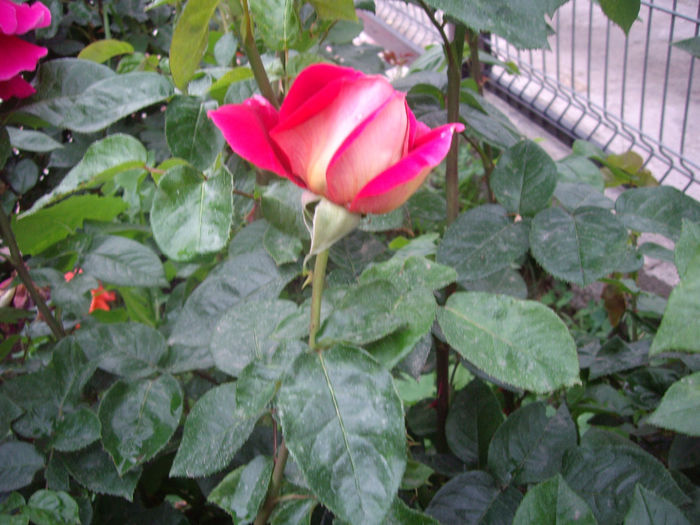 IMGP6752