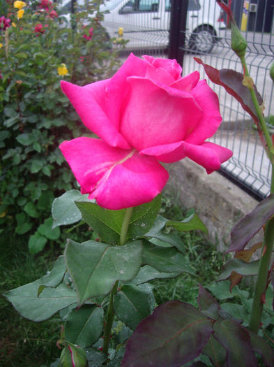 IMGP6756