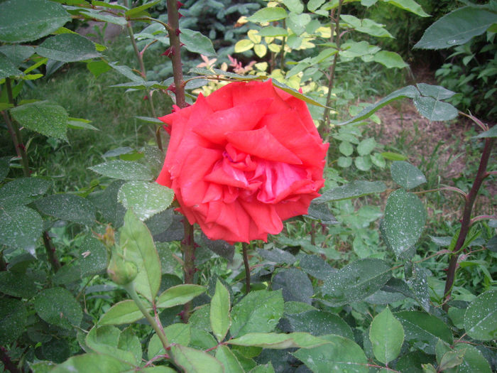 IMGP6757