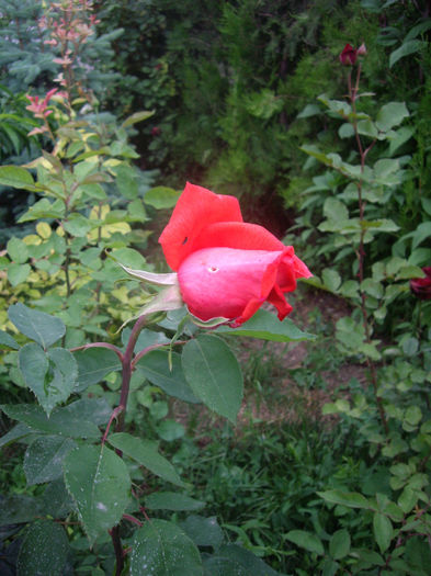 IMGP6758