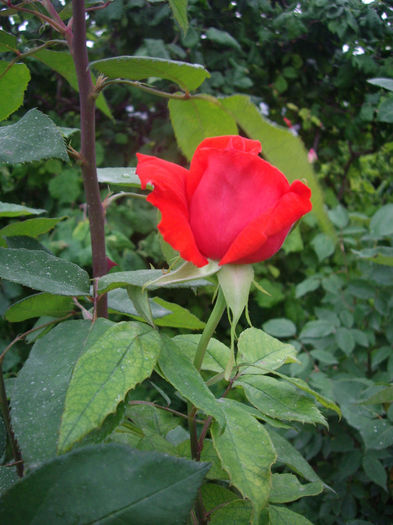 IMGP6759