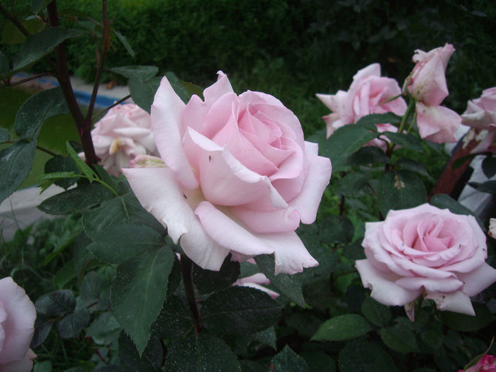 IMGP6761