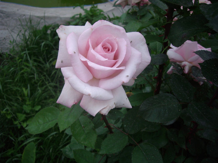 IMGP6762