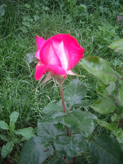 IMGP6764