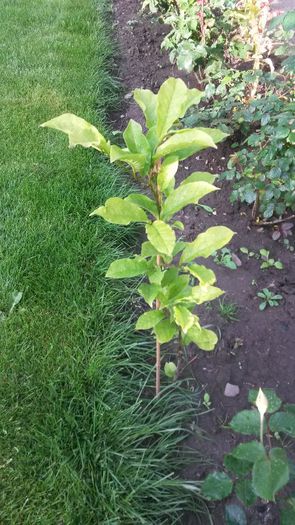 magnolia roial star - magnolii