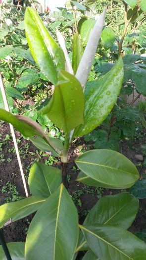 magnolia grandiflora - magnolii