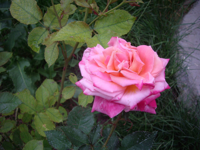 IMGP6765