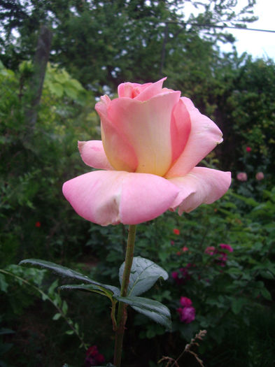 IMGP6770