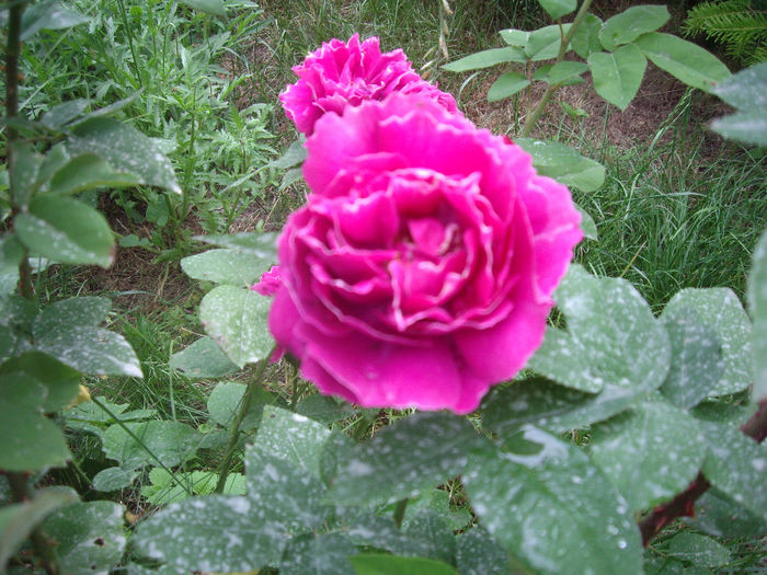 IMGP6772