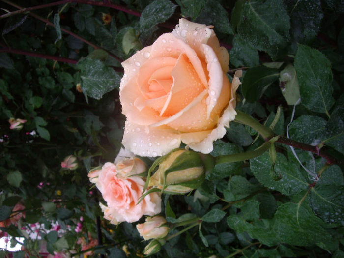 IMGP6775