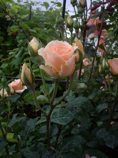 IMGP6777