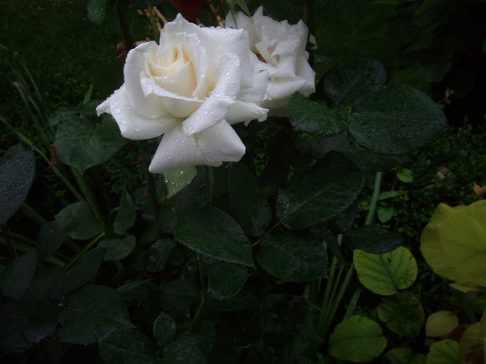 IMGP6779