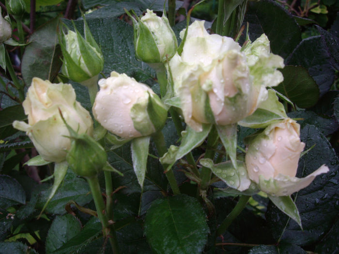 IMGP6782