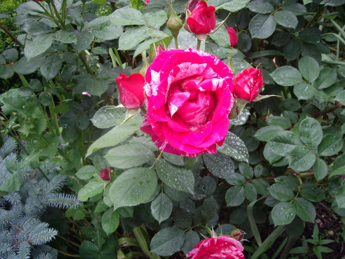IMGP6783
