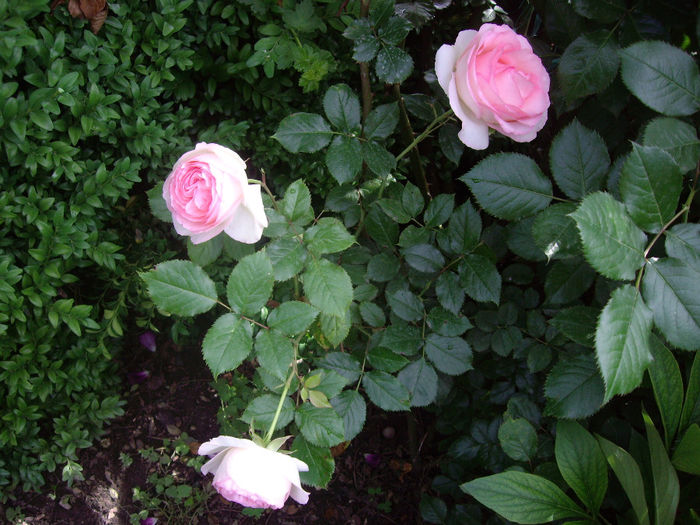 IMGP6785