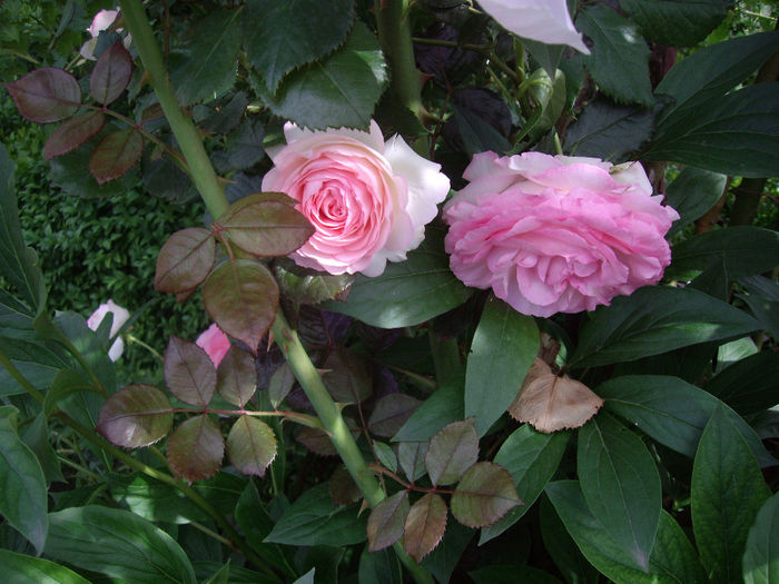 IMGP6786
