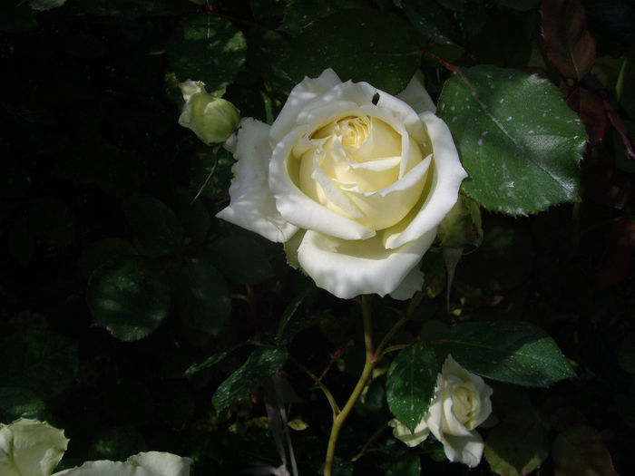 IMGP6791