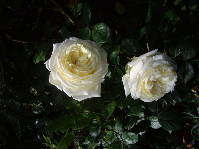 IMGP6794