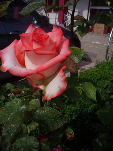 IMGP6796