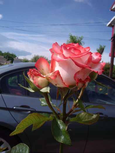 IMGP6797
