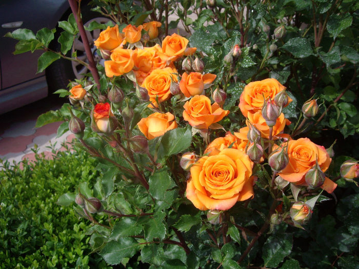 IMGP6798