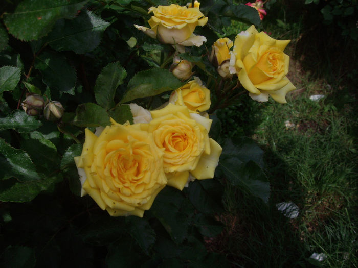 IMGP6802