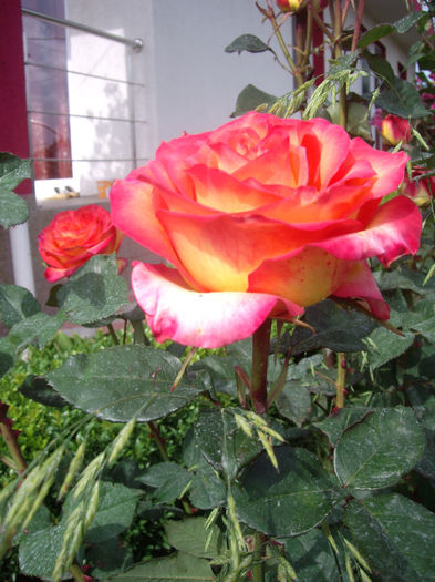 IMGP6803