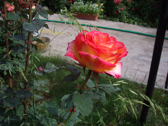 IMGP6804