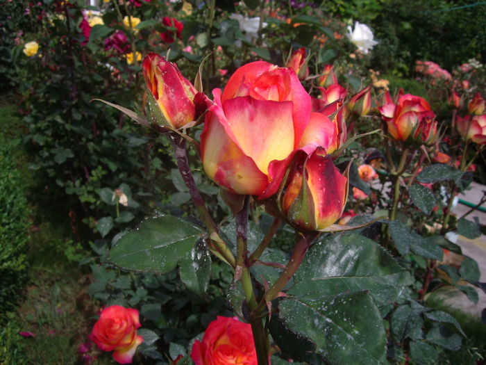 IMGP6805
