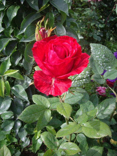 IMGP6818