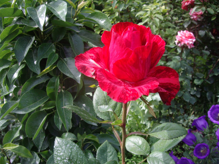 Red  Intuition