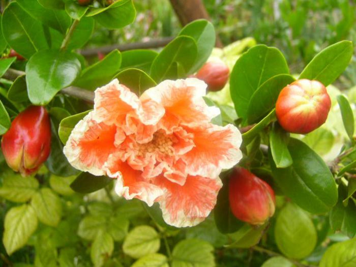 Punica Granatum