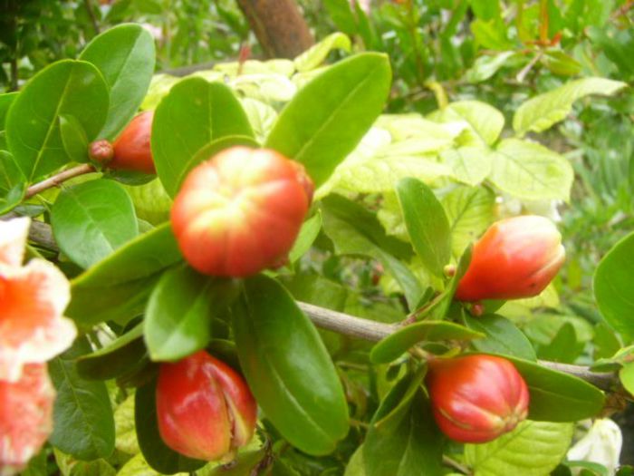 Punica Granatum