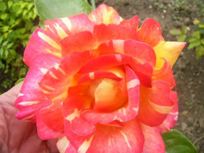 Caribia