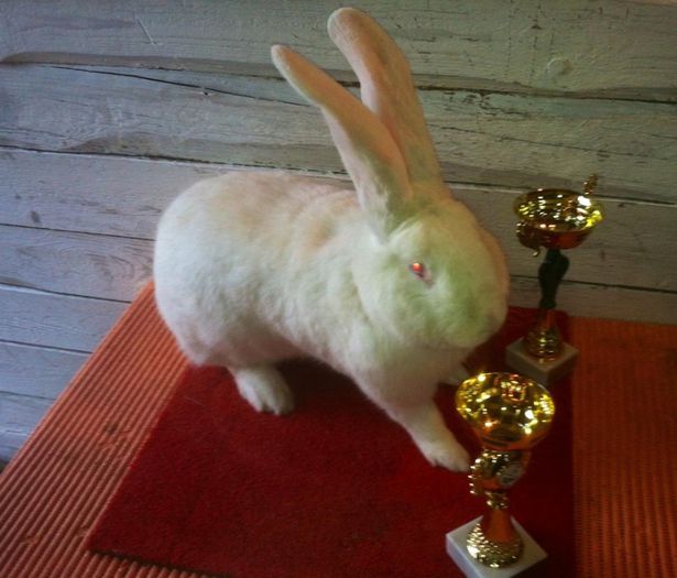 96 pct - Campion Expo Oradea2013 & Campion Expo Marghita 2014; vandut lui Mihai Petcu !
