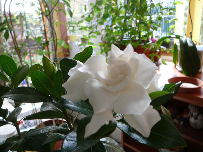 P1250296 - Gardenia 2014