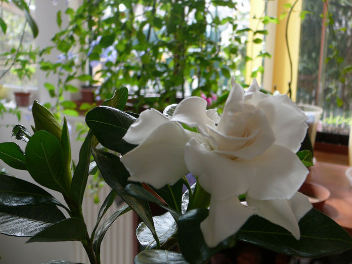 P1250304 - Gardenia 2014