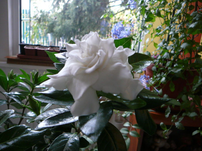 P1250334 - Gardenia 2014