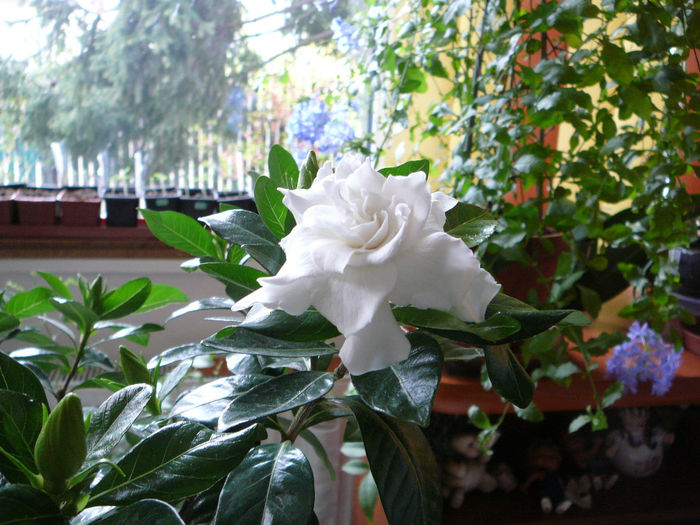 P1250335 - Gardenia 2014