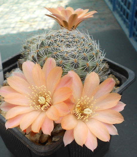 mediolobivia aureiflora - b1-cactusi 2014