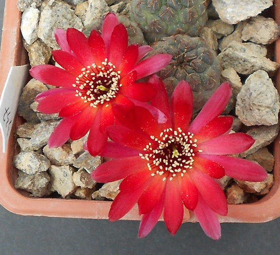 sulcorebutia perplexiflora - b1-cactusi 2014