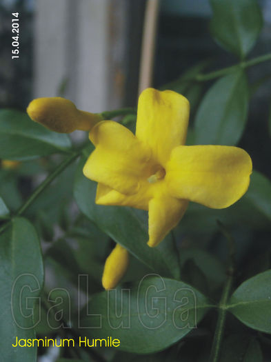 Jasminum Humile; Prima floare...
